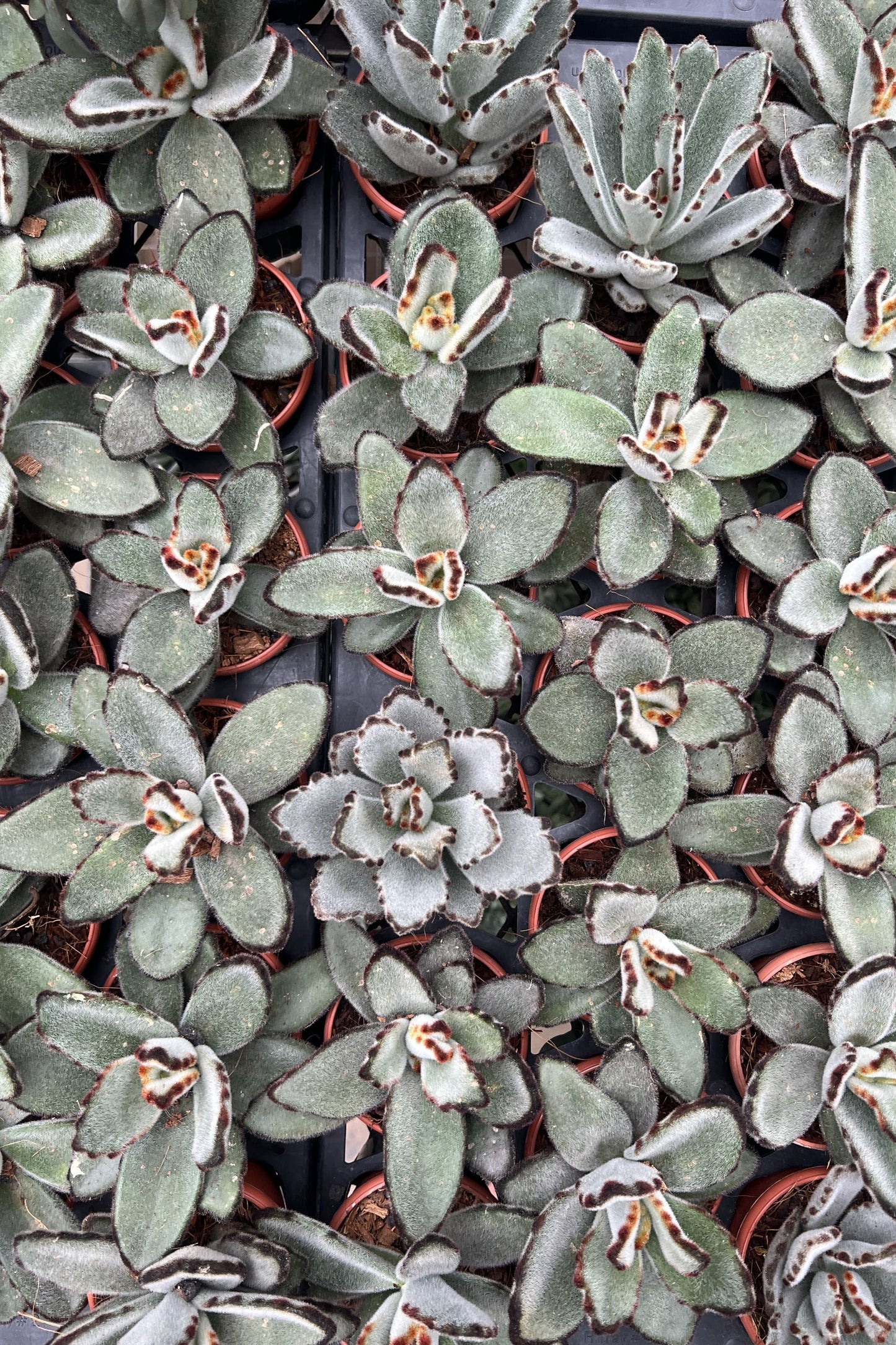 Panda Plant