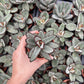 Panda Plant