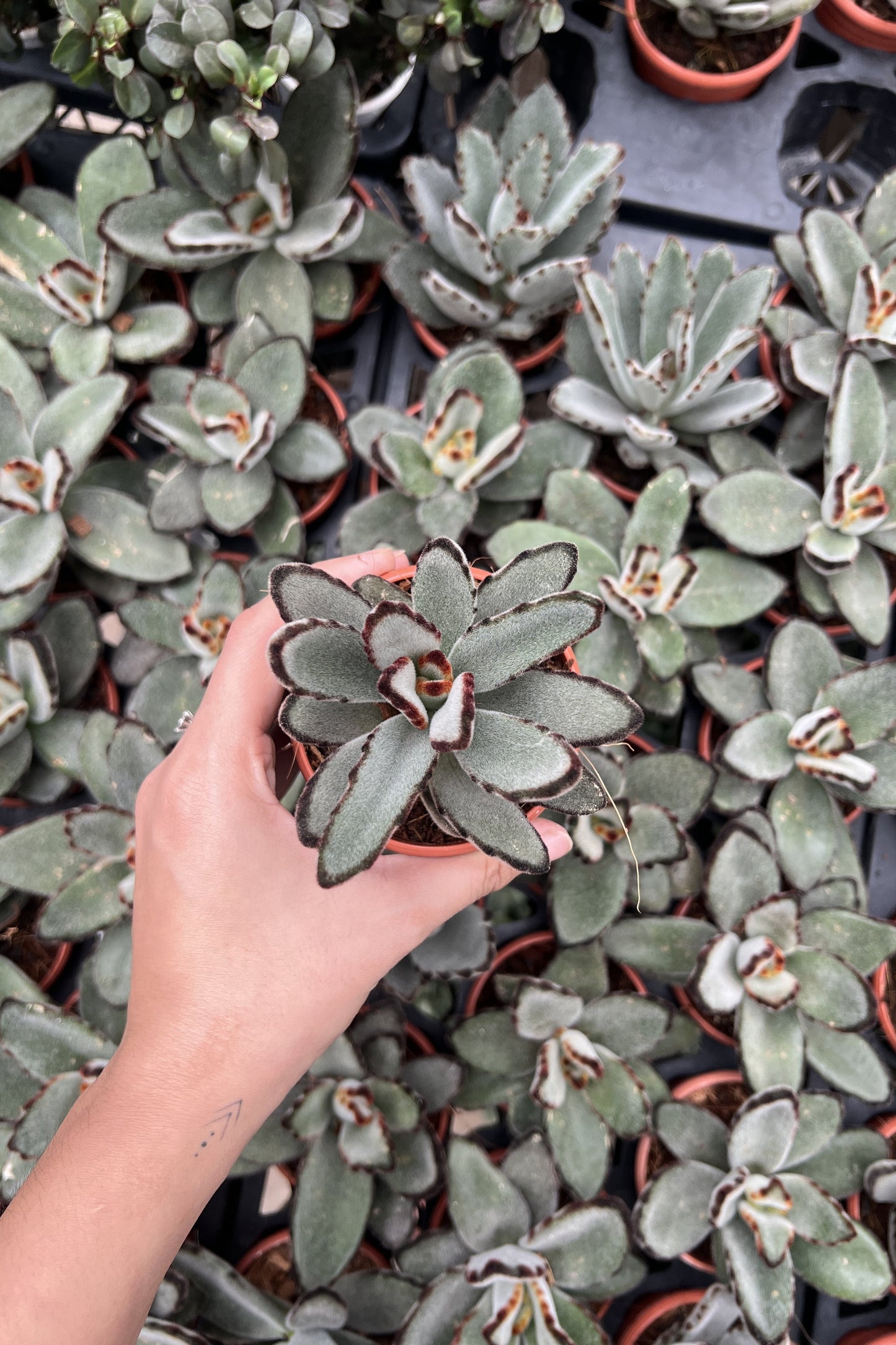 Panda Plant