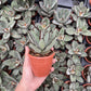 Panda Plant