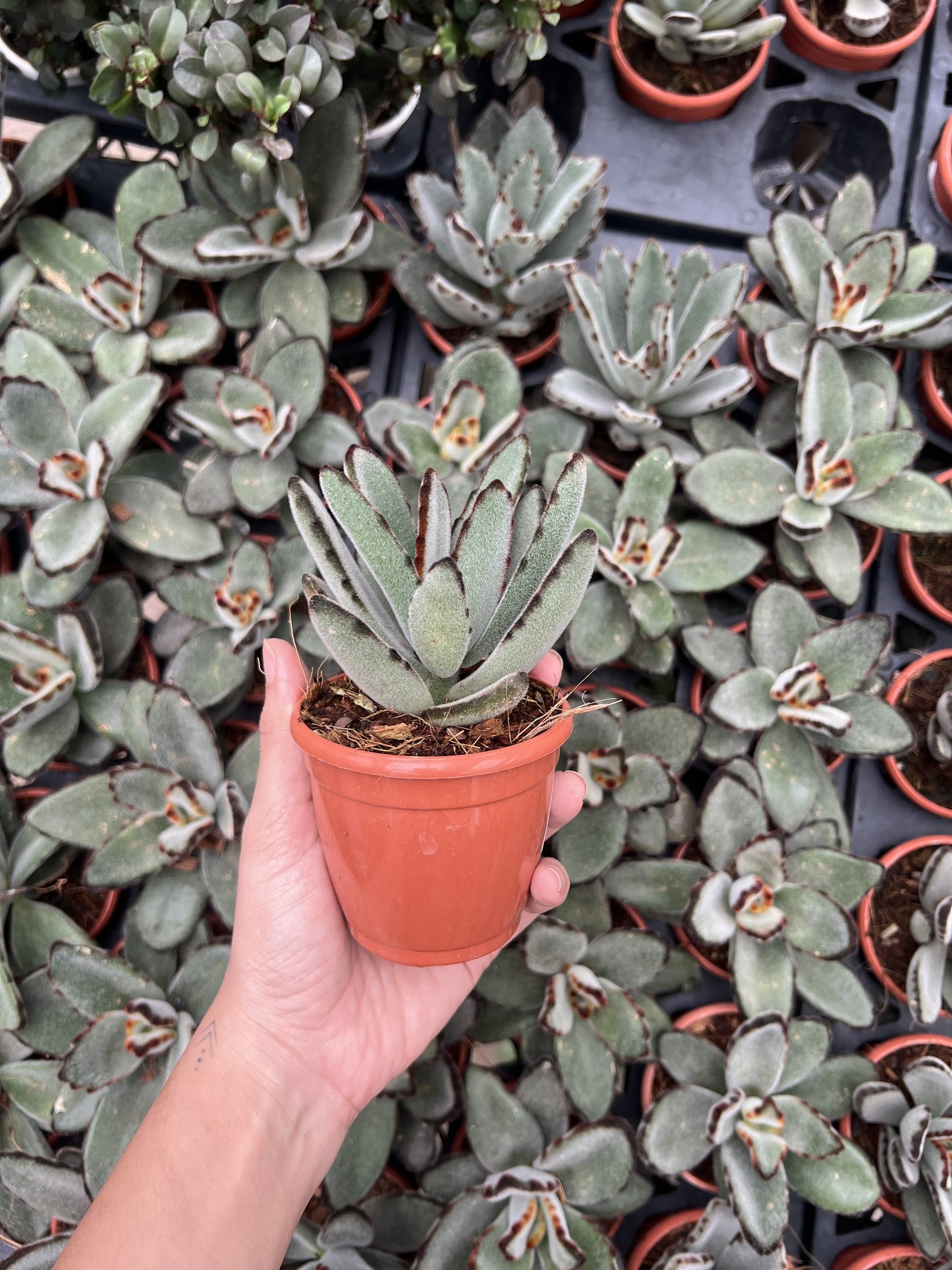 Panda Plant