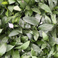 Peace Lily