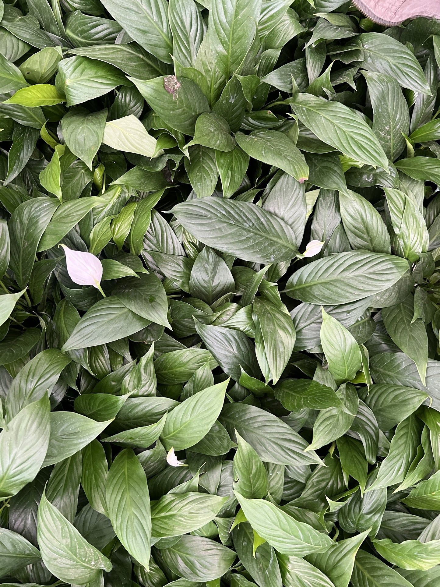 Peace Lily