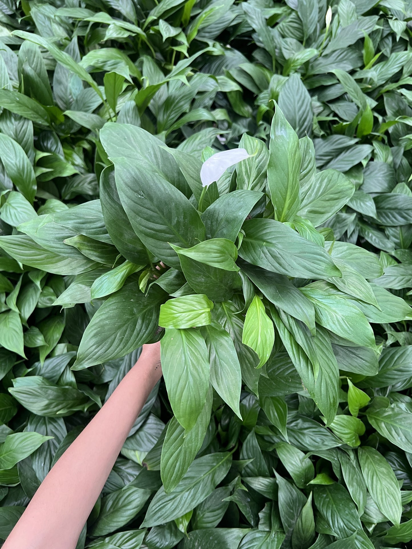 Peace Lily