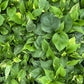 Money Plant Golden pothos