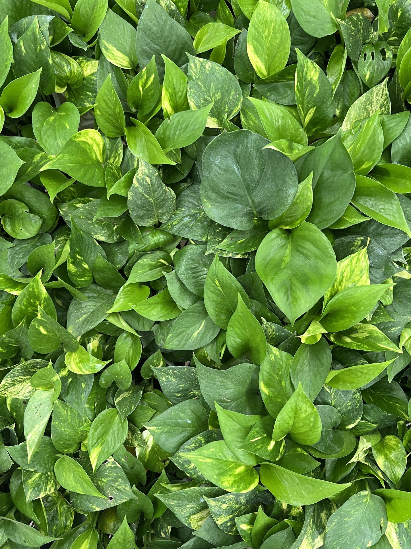 Money Plant Golden pothos