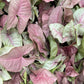 Pink Syngonium