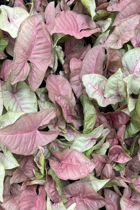Pink Syngonium