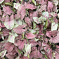 Pink Syngonium