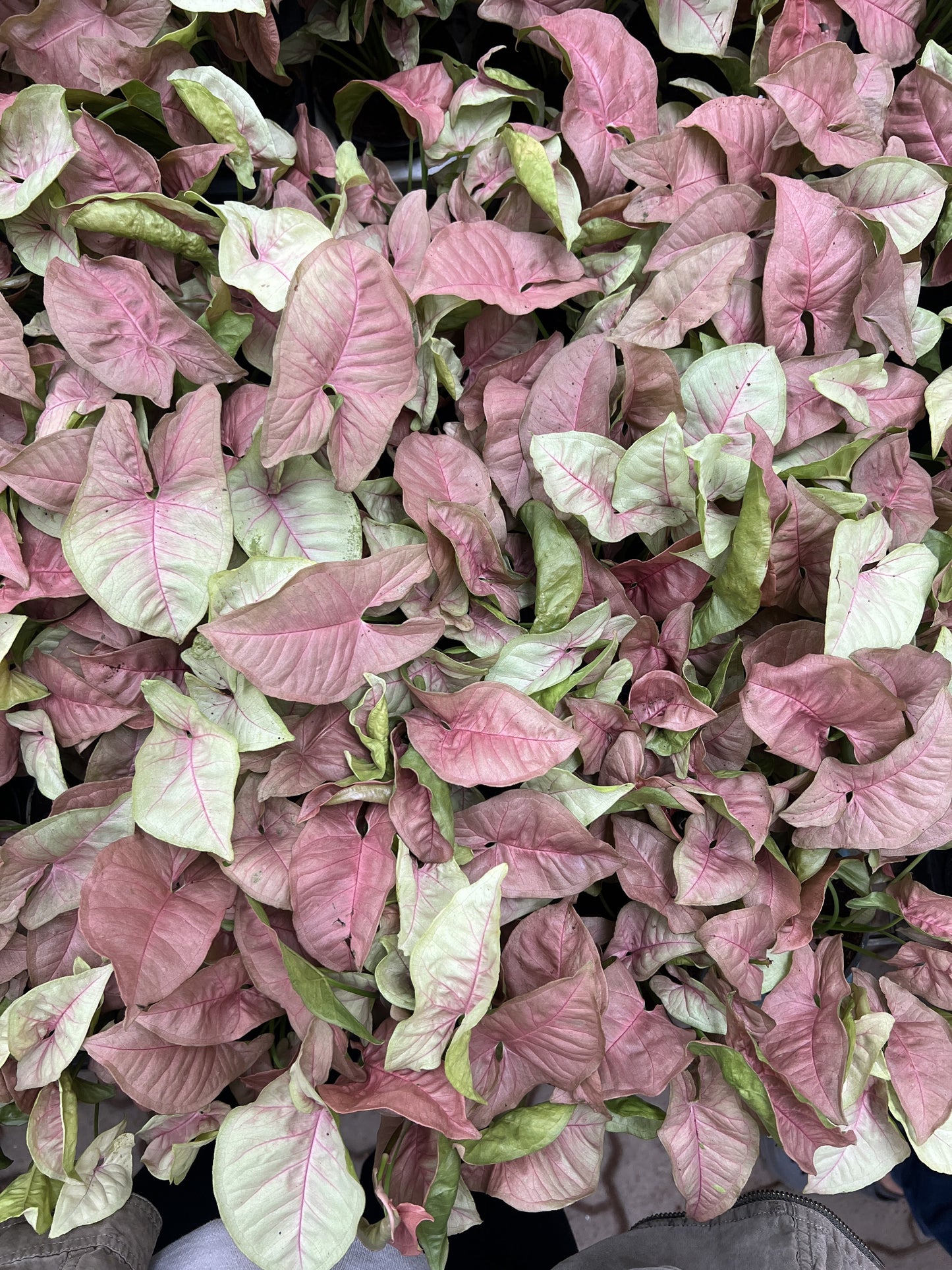 Pink Syngonium