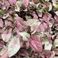 Pink Syngonium