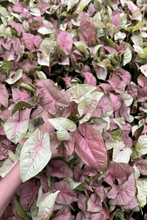 Pink Syngonium