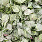 Syngonium Milk Confetti