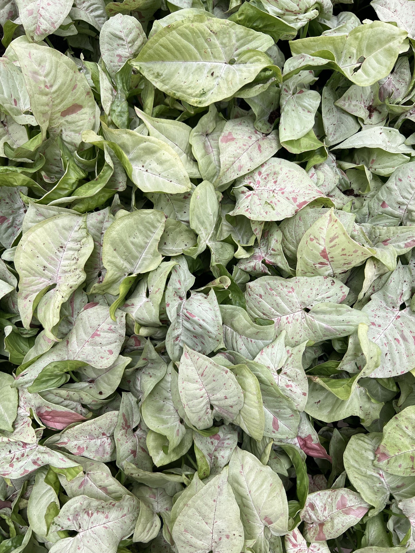 Syngonium Milk Confetti