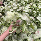 Syngonium Milk Confetti