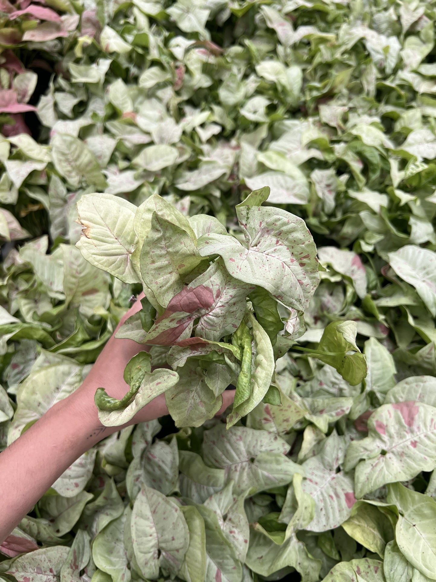 Syngonium Milk Confetti