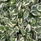 N'joy Pothos
