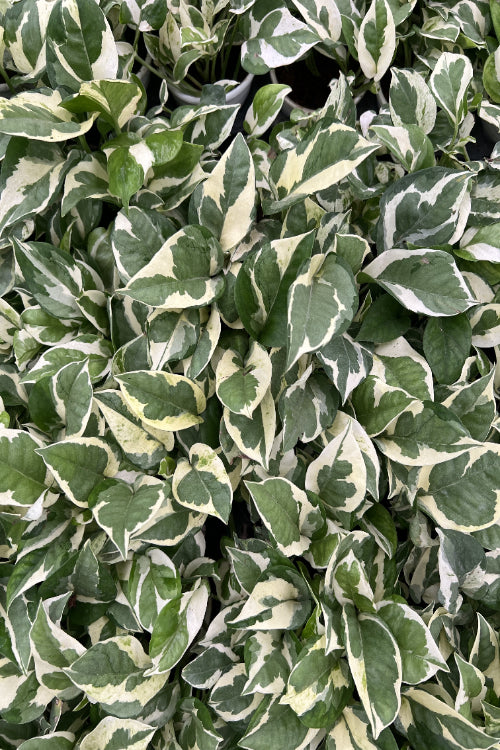 N'joy Pothos