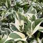N'joy Pothos
