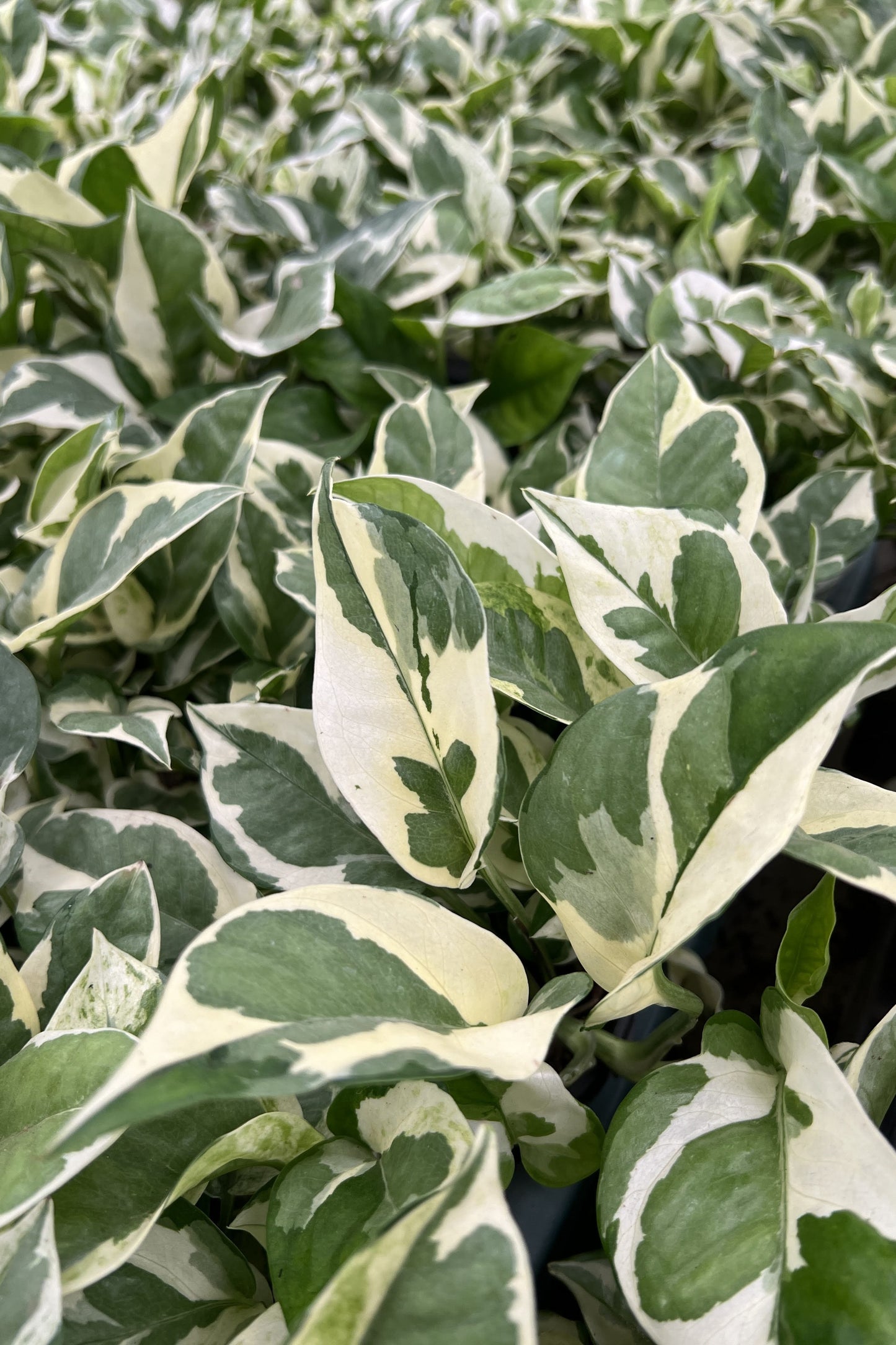 N'joy Pothos