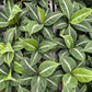 Spathiphyllum silver streak