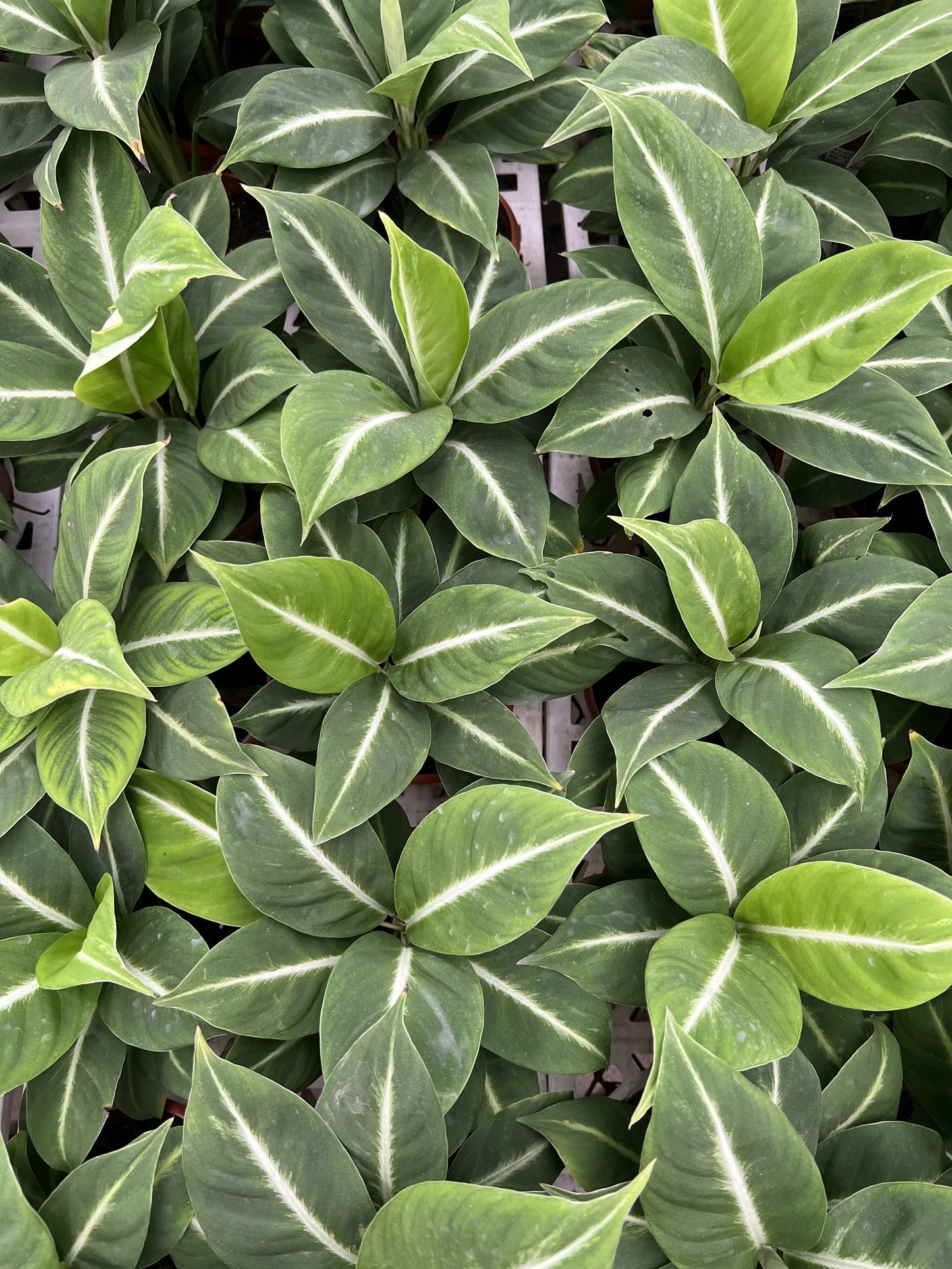 Spathiphyllum silver streak