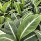 Spathiphyllum silver streak