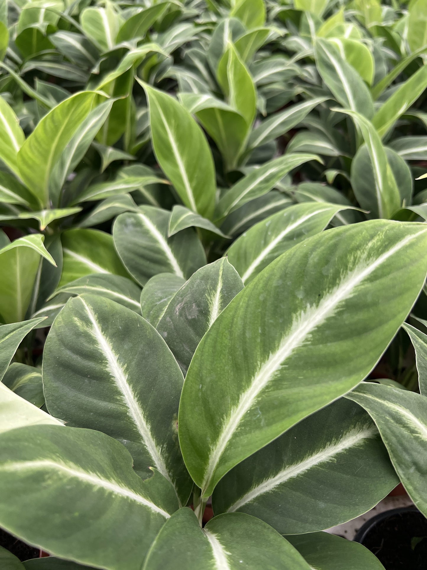 Spathiphyllum silver streak