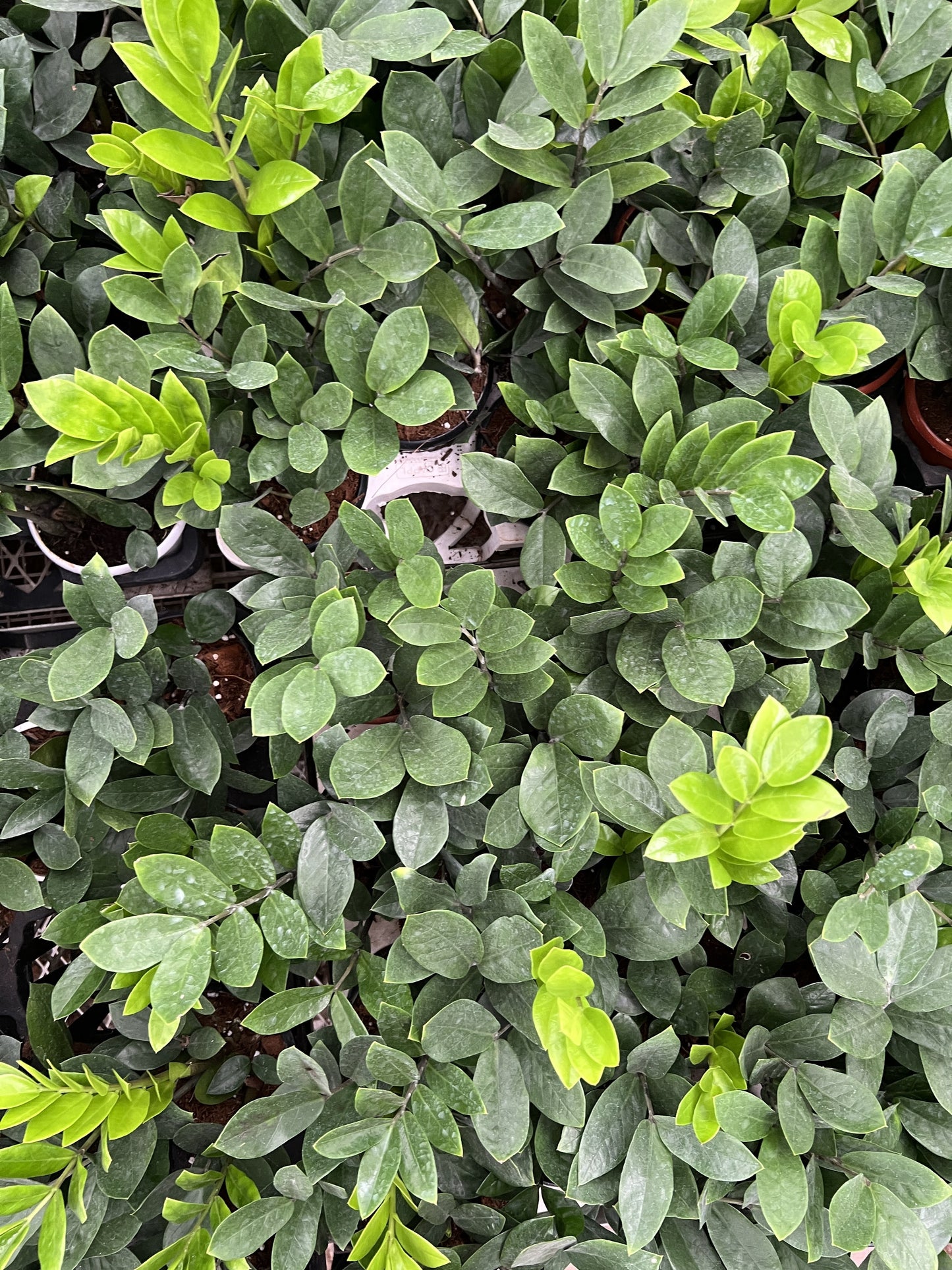 ZZ Plant / Zamioculcas Zamifolia