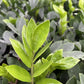 ZZ Plant / Zamioculcas Zamifolia