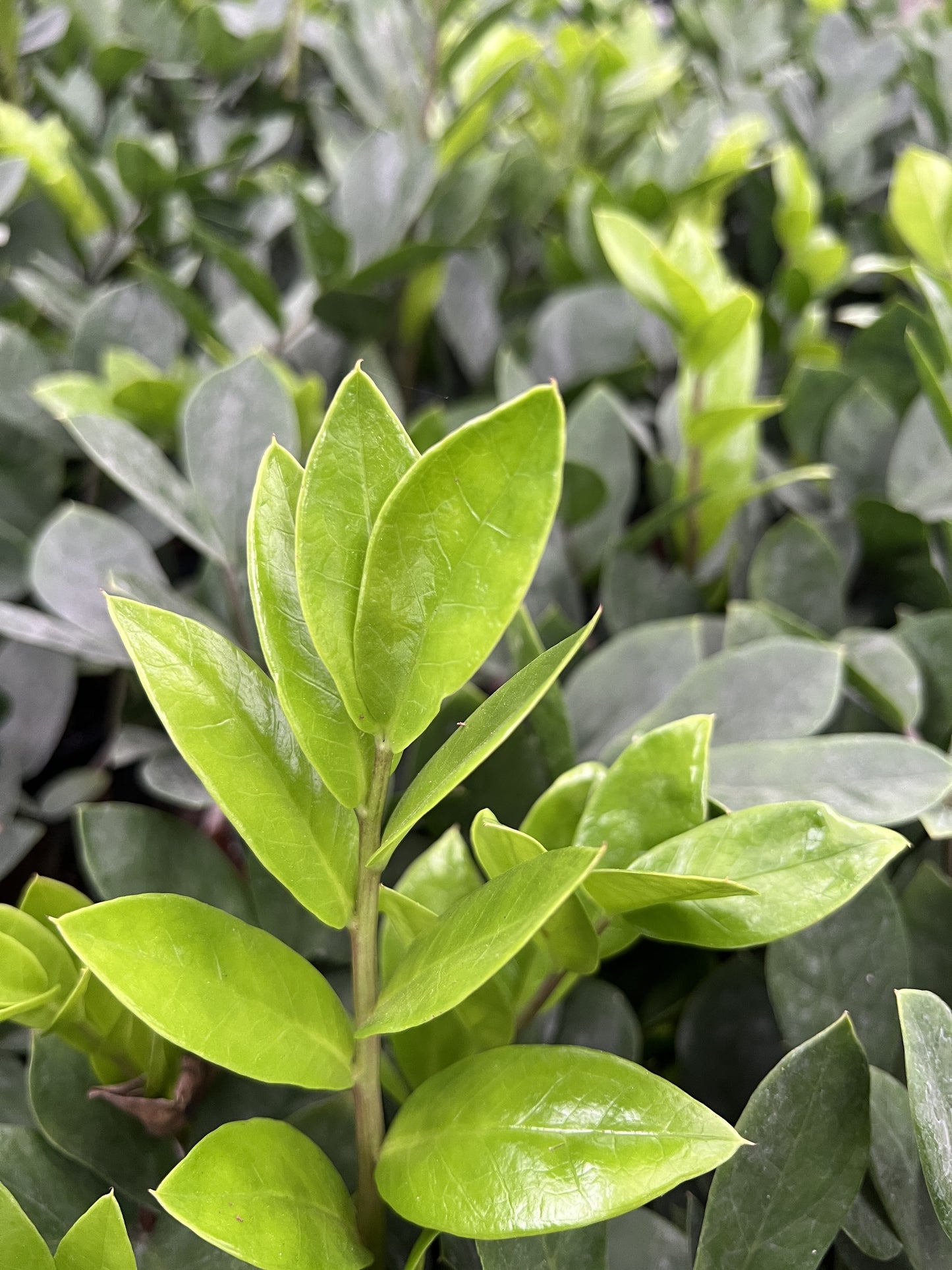 ZZ Plant / Zamioculcas Zamifolia