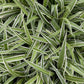 Spider Plant