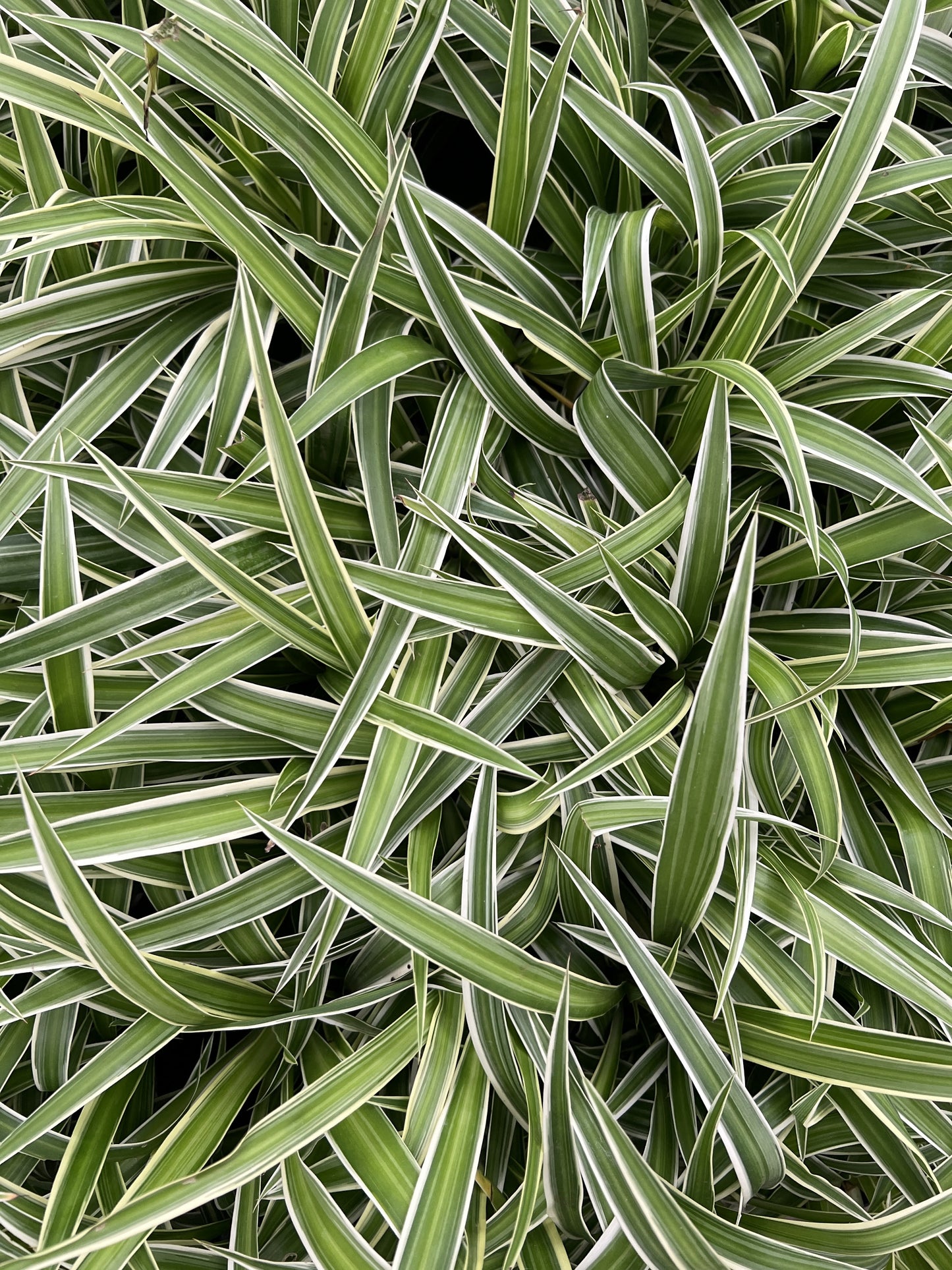 Spider Plant