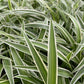 Spider Plant