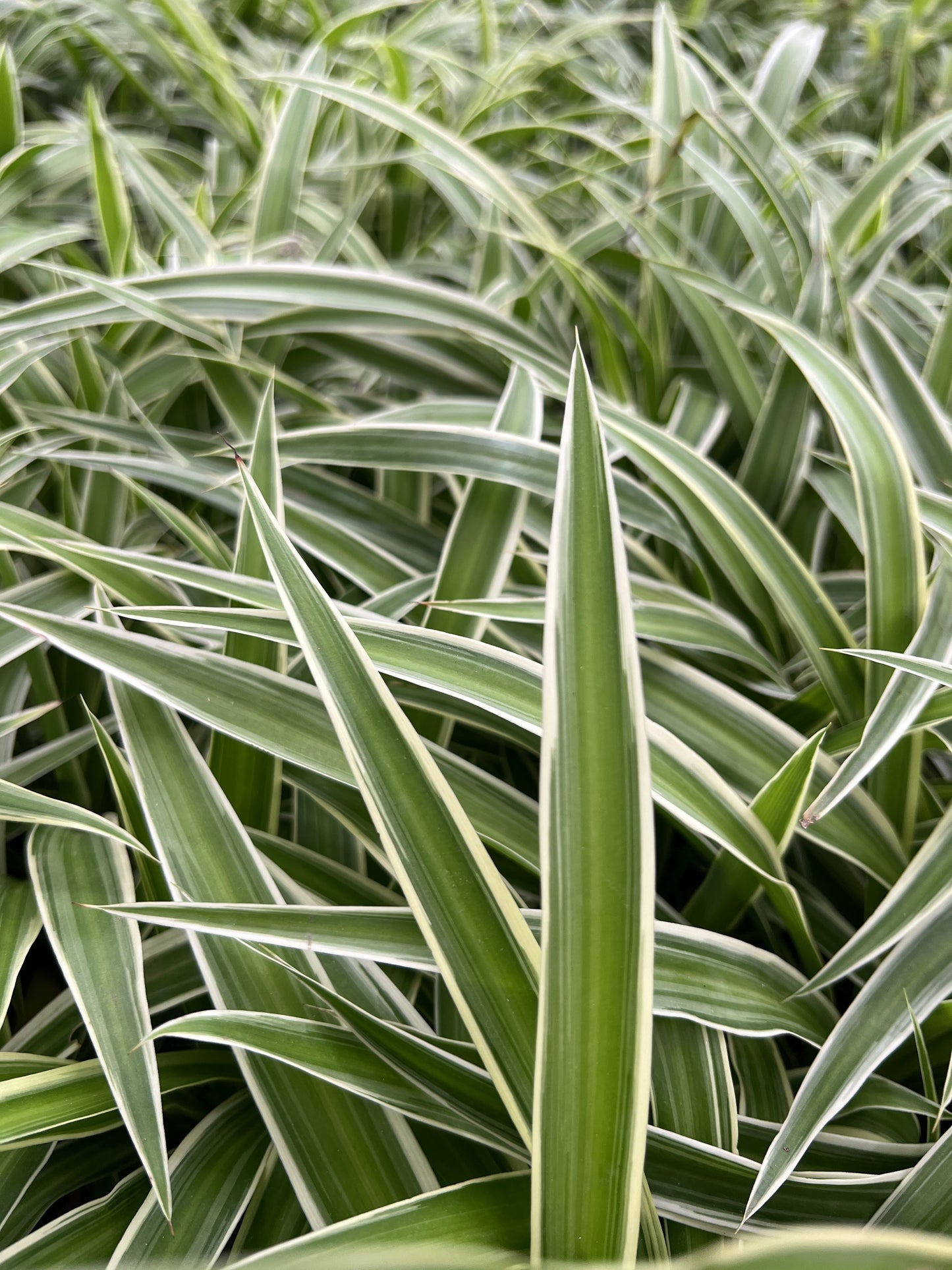 Spider Plant