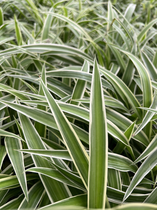 Spider Plant