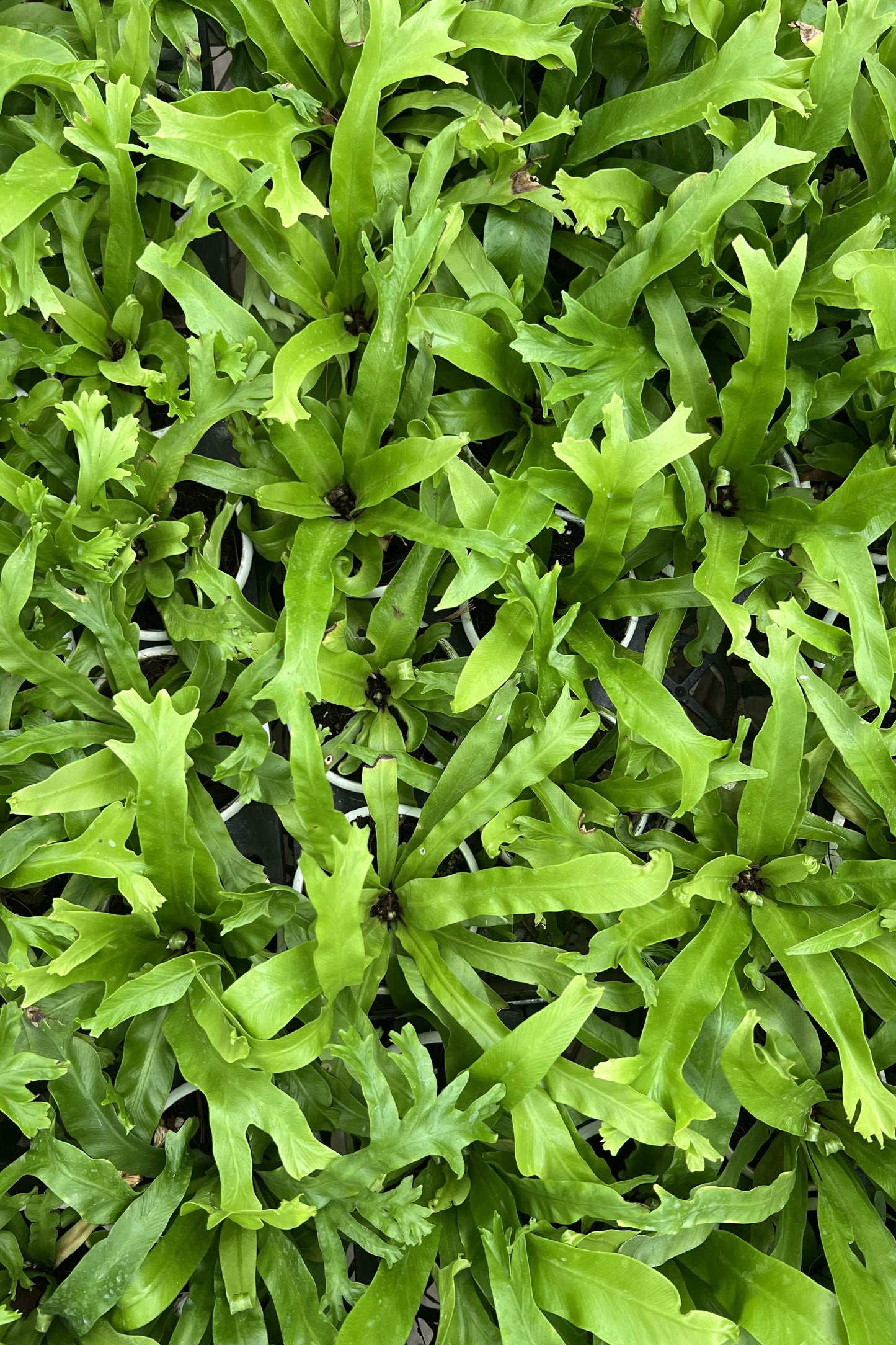 Birds Nest Fern ( Leslie )