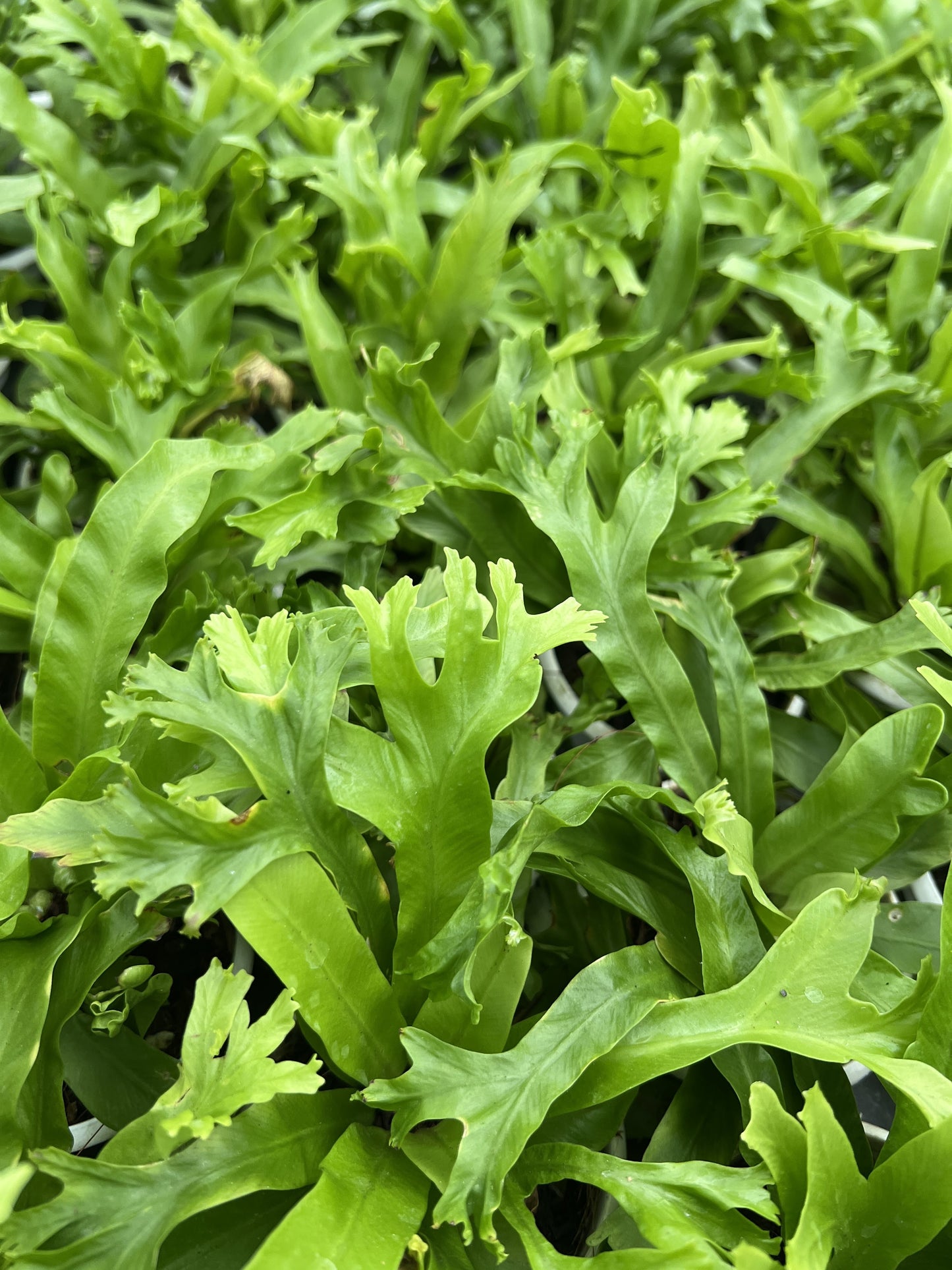 Birds Nest Fern ( Leslie )