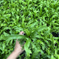 Birds Nest Fern ( Leslie )