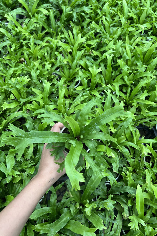 Birds Nest Fern ( Leslie )