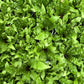 Birds nest fern (Crispy Wave)