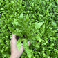 Birds nest fern (Crispy Wave)