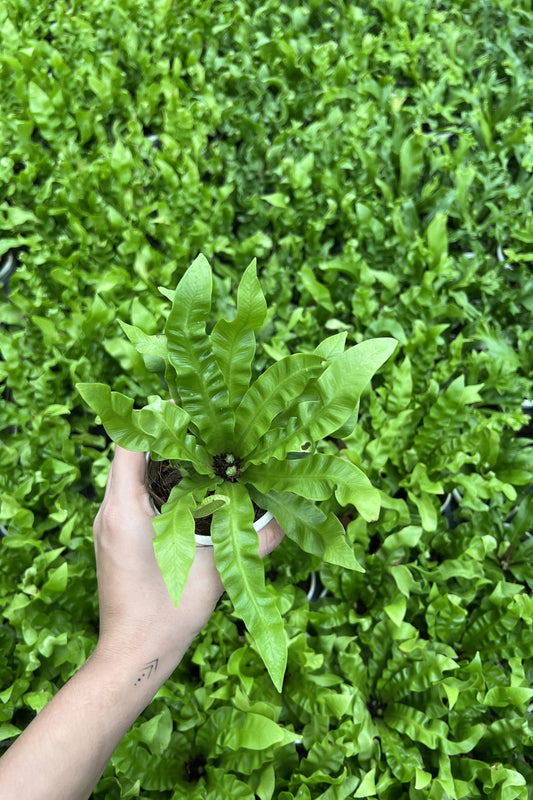 Birds nest fern (Crispy Wave)