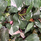 Philodendron Pink Princess
