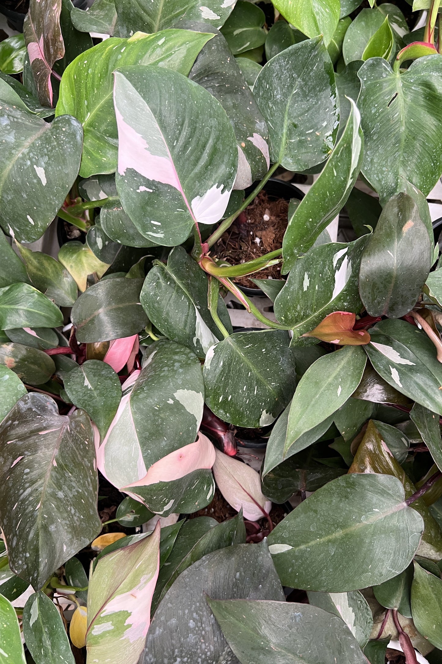 Philodendron Pink Princess