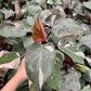 Philodendron Pink Princess