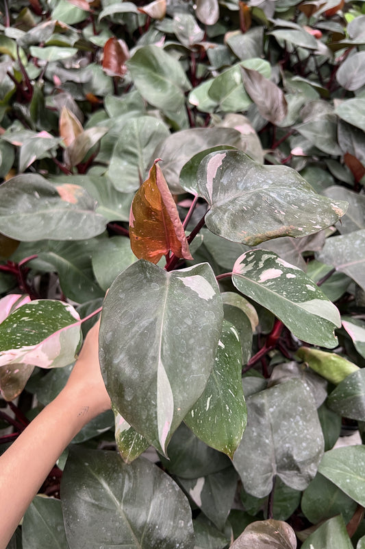 Philodendron Pink Princess