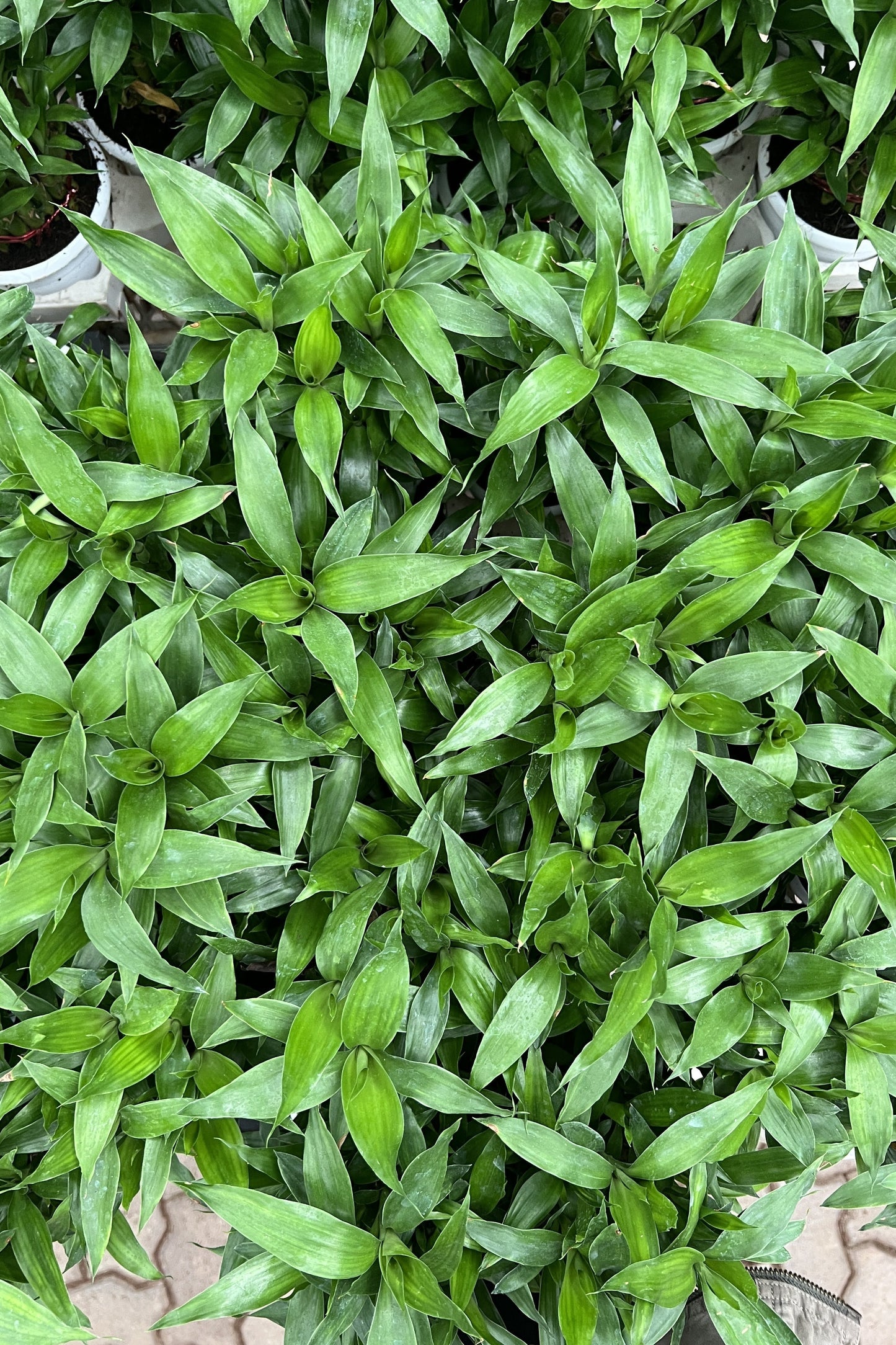 Lucky Bamboo