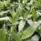 Lucky Bamboo