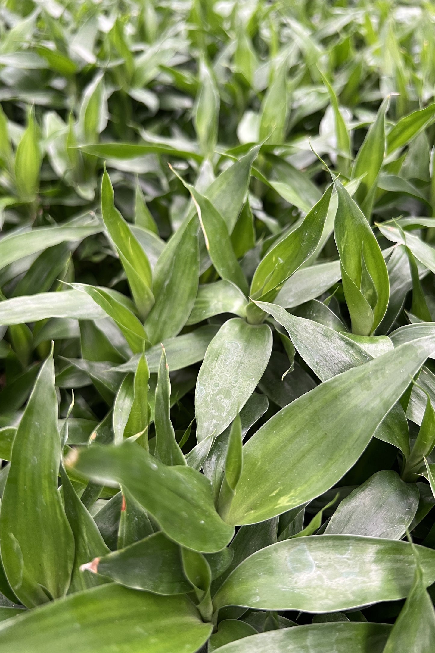 Lucky Bamboo